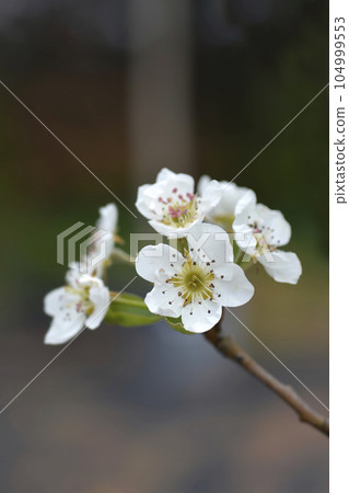 Pear tree Williams 104999553