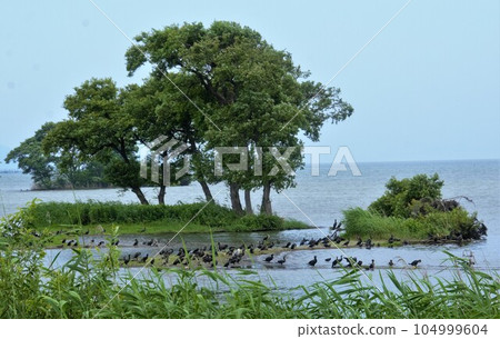 The shores of Lake Biwa where waterfowl live The shores of Lake Biwa where waterfowl live 104999604
