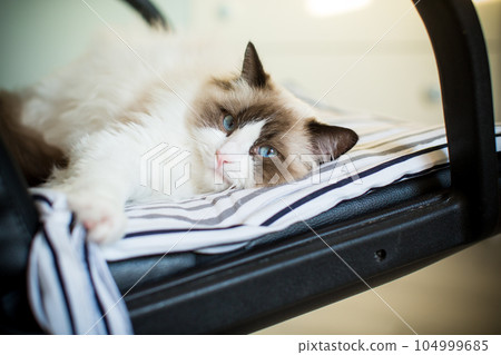Young beautiful purebred Ragdoll cat at home Young beautiful purebred Ragdoll cat at home 104999685
