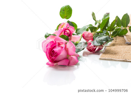 pink beautiful summer roses isolated on white 104999706