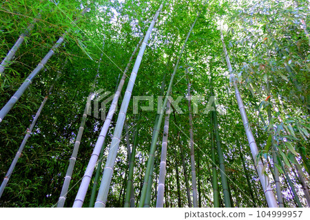 抬頭看日本高大的竹子 104999957