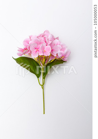 Pink flower hydrangea on white background. Clipping path inside. Pink flower hydrangea on white background. Clipping path inside. 105000053