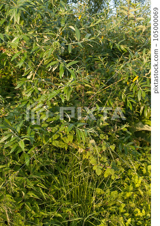 Application natural stone in landscape design. Stone path in garden with bushes trees flowers. Beautiful manicured green plants in gardening. View exterior scenery in public park. Example designers Application natural stone in landscape design. Stone path in garden with bushes trees flowers. Beautiful manicured green plants in gardening. View exterior scenery in public park. Example designers 105000069