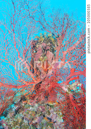 Isobana and Aedes lionfish Okinawa Underwater photo Isobana and Aedes lionfish Okinawa Underwater photo 105000385
