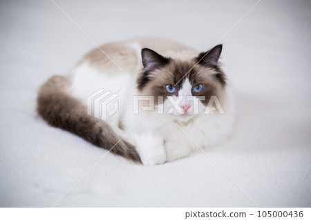 Young beautiful purebred Ragdoll cat at home 105000436