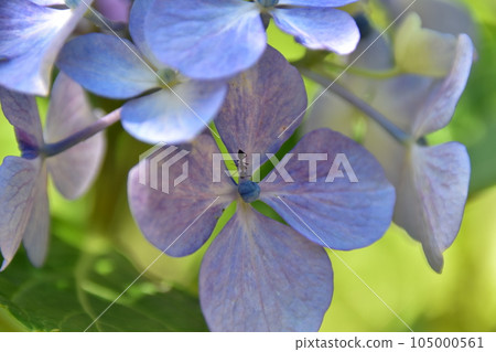 藍色繡球花 藍色繡球花 105000561