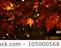 鮮紅的秋葉 105000568