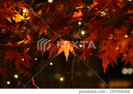 鮮紅的秋葉 鮮紅的秋葉 105000568