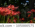 紅蜘蛛百合 105000575