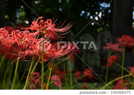 紅蜘蛛百合 紅蜘蛛百合 105000575