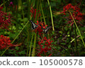 紅色花和swallowtail蝴蝶 105000578