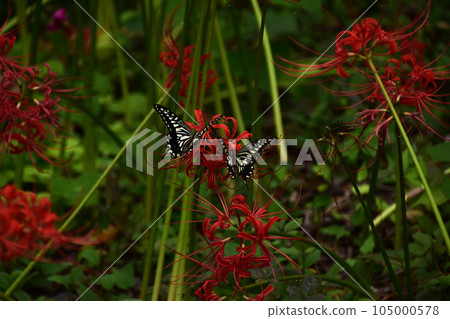 紅色花和swallowtail蝴蝶 紅色花和swallowtail蝴蝶 105000578
