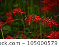 紅色群集孤挺花和swallowtail蝴蝶 105000579