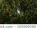 逆光下的桂花 105000580