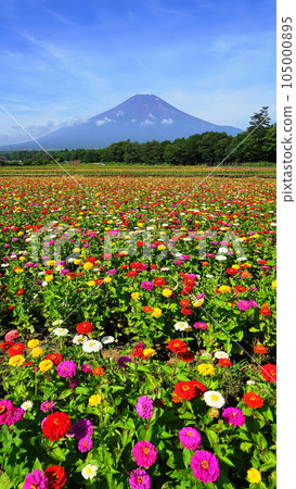 與富士山七月風景相得益彰的色彩繽紛的花園， 105000895