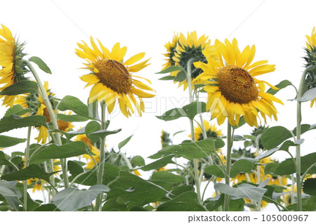 sunflower sunflower 105000967