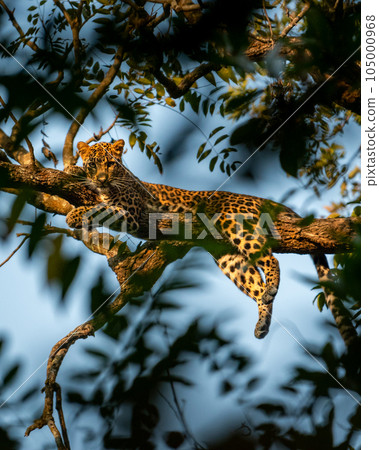 wild male leopard or panther or panthera pardus fusca with eye contact resting on natural green tree branch and blue sky background at dhikala of jim corbett national park forest uttarakhand india 105000968