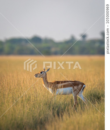 wild female blackbuck or antilope cervicapra or Indian antelope side profile crossing forest tack in winter evening golden hour light in grassland landscape of velavadar national park gujrat india wild female blackbuck or antilope cervicapra or Indian antelope side profile crossing forest tack in winter evening golden hour light in grassland landscape of velavadar national park gujrat india 105000969