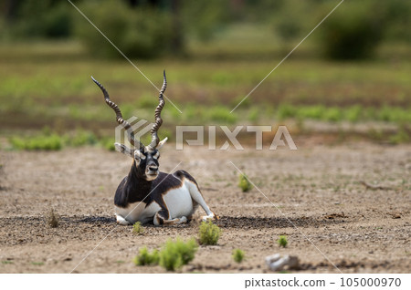 Big horned wild male blackbuck or antilope cervicapra or Indian antelope sitting in velavadar blackbuck national park gujrat india asia Big horned wild male blackbuck or antilope cervicapra or Indian antelope sitting in velavadar blackbuck national park gujrat india asia 105000970
