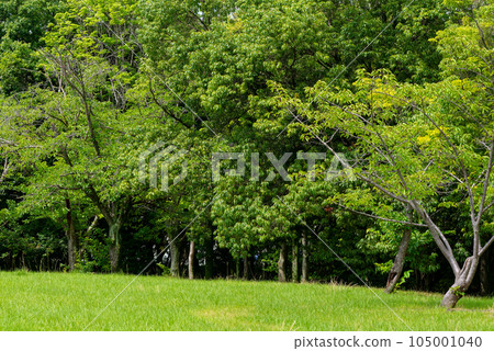 有樹木和藍天的公園 105001040