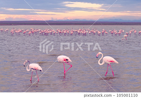 Flocks of african flamingos. Kenya, Africa 105001110