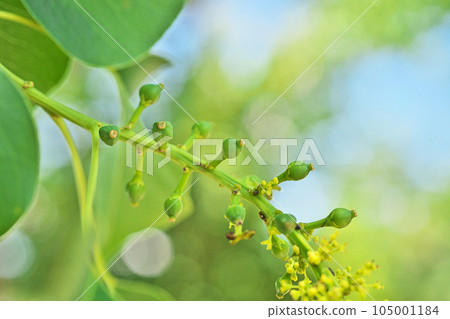 雌花，小果（夏季，七月） 105001184
