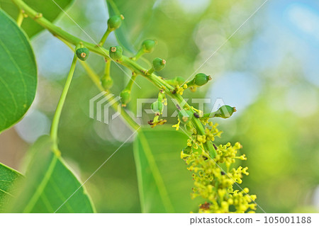 Female flower, small fruit (Summer, July) 105001188