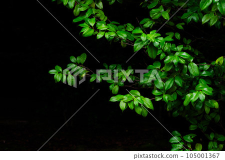 Green leaves floating on a black background Green leaves floating on a black background 105001367