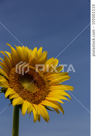 Sunflower in full bloom Sunflower in full bloom 105001519