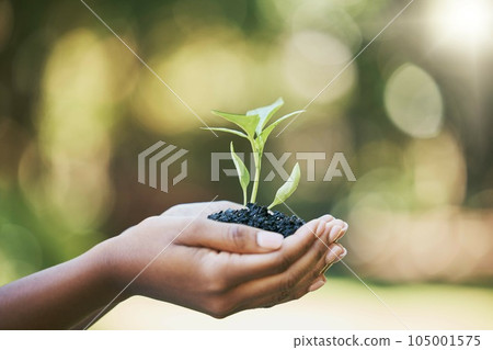 Plant, growth and hands for earth day, sustainability and gardening in nature, agriculture and farming with hope. Green, eco friendly and sustainable person hand holding small tree for development 105001575