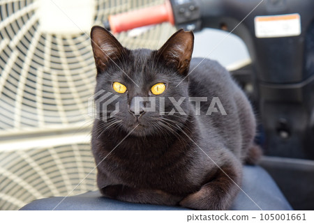 Stray cat Black cat Stray cat Black cat 105001661