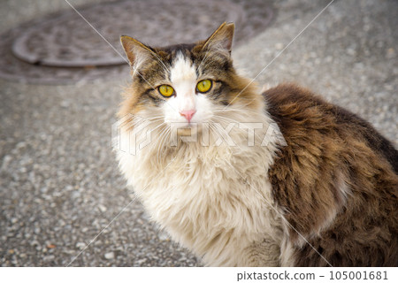 Norwegian Forest Cat Norwegian Forest Cat 105001681