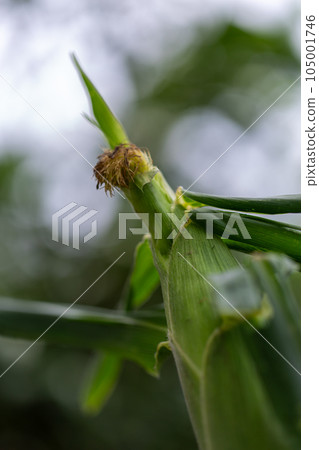 Harvested corn Harvested corn 105001746