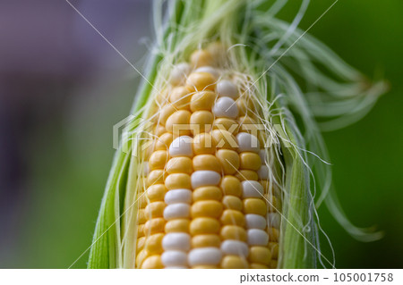 Harvested corn 105001758