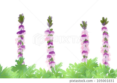 茛苕花卡 3 105001831