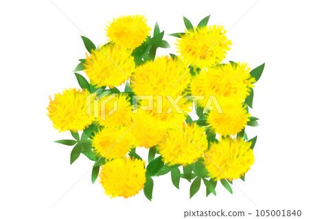 Safflower flower card 2 105001840