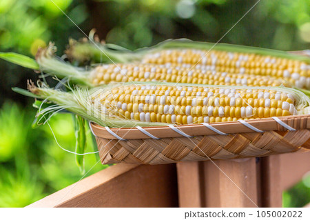 Harvested corn 105002022