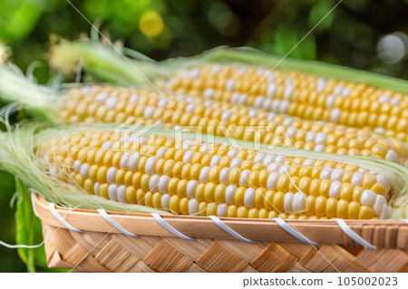 收穫的玉米 105002023