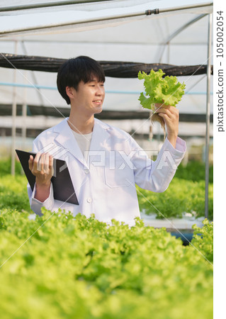 man Farmer harvesting vegetable and audit quality from hydroponics farm. Organic fresh vegetable, Farmer working with hydroponic vegetables garden harvesting, small business concepts man Farmer harvesting vegetable and audit quality from hydroponics farm. Organic fresh vegetable, Farmer working with hydroponic vegetables garden harvesting, small business concepts 105002054