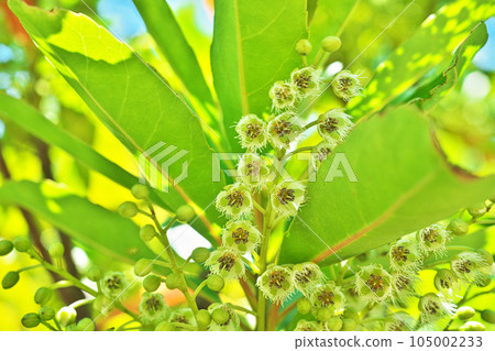 White holton tree flowers (summer, July) White holton tree flowers (summer, July) 105002233