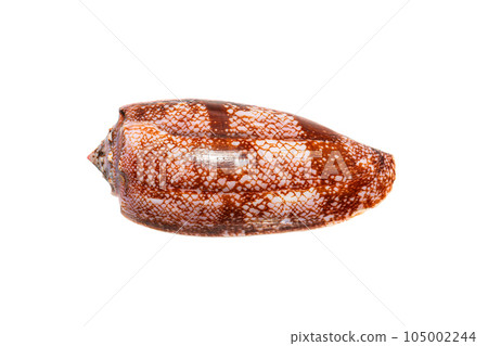 Geography (Geographer) cone (Abapertural view) Geography (Geographer) cone (Abapertural view) 105002244