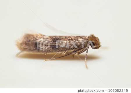 Closeup clothes moth portrait 105002246