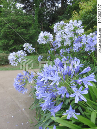 Pale blue-purple agapanthus Pale blue-purple agapanthus 105002307