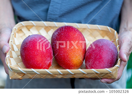 男子採摘芒果 105002326