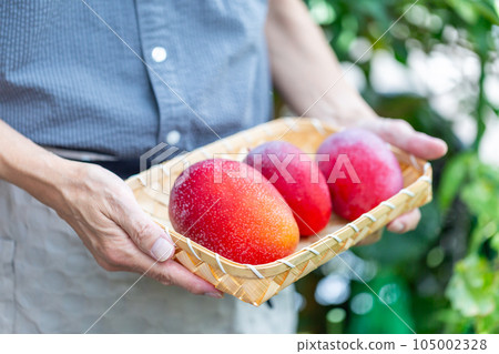 Man harvesting mangoes Man harvesting mangoes 105002328
