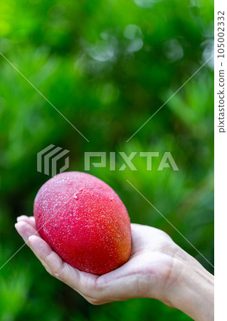 男子採摘芒果 105002332