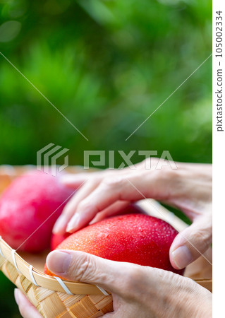 Man harvesting mangoes Man harvesting mangoes 105002334
