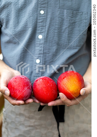 Man harvesting mangoes 105002340