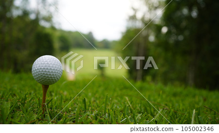 Golf ball on green grass in the evening golf course with sunshine background. 105002346