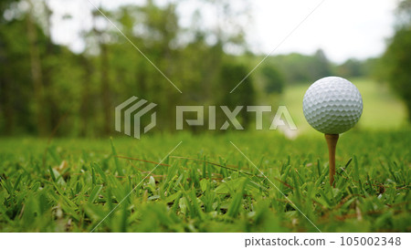 Golf ball on green grass in the evening golf course with sunshine background. 105002348